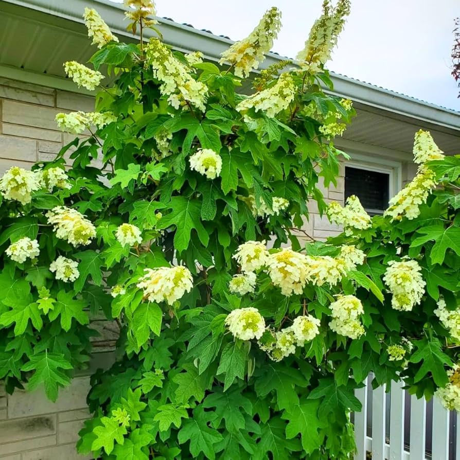 Amazon.com : White Oakleaf Hydrangea Tree Bush Shrub